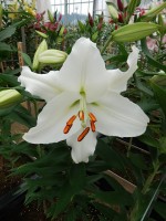 [5538 PO41 LUN 3245 No02.JPG]